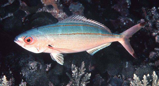 Pterocaesio marri